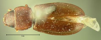 Media type: image;   Entomology 110 Aspect: habitus dorsal view